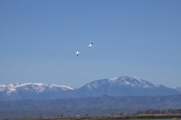 Birds flying high in the sky