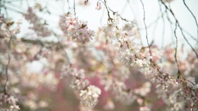 Blooming branches of Japanese cherry trees sway in the wind. Sykura blooms with white flowers.