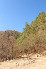 A forest with trees and a blue sky