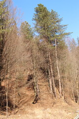 A group of trees in a forest
