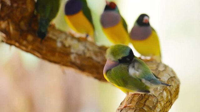 Gouldian finch