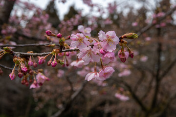 樹木公園の河津桜