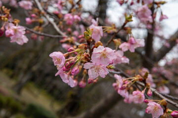 樹木公園の河津桜