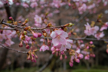 樹木公園の河津桜