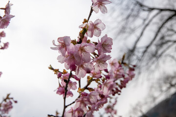 樹木公園の河津桜