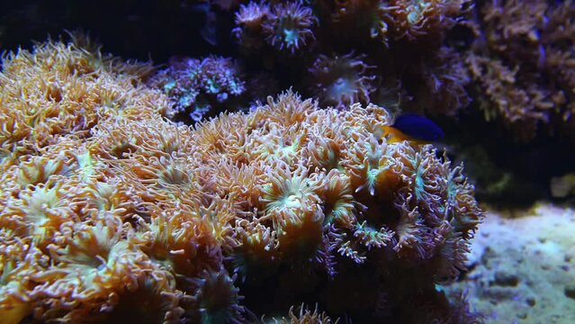 Sea anemones predatory of order Actiniaria