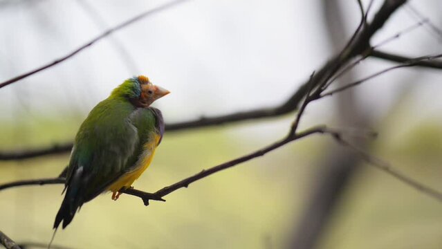 Gouldian finch (Erythrura gouldiae)