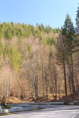 A road with trees on the side