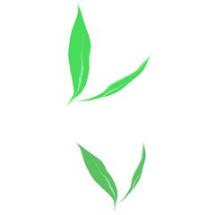 green leaves isolated on white background