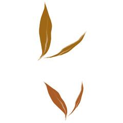 leaves isolated on white