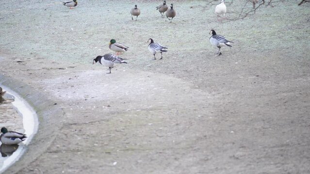 barnacle goose (Branta leucopsis)