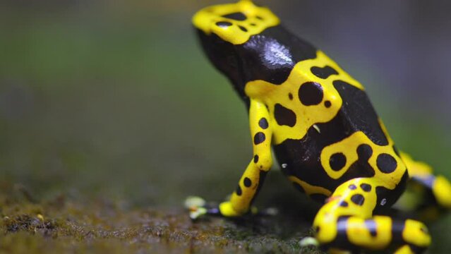 yellow-banded poison dart frog