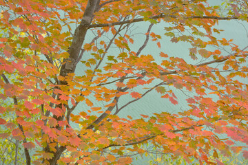 紅葉