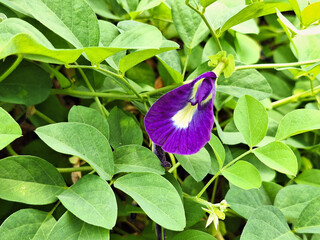 The pea plant (Clitoria ternatea) is a type of vine that grows in the tropics with purplish-blue flowers, and can be used as an ingredient in herbal drinks.