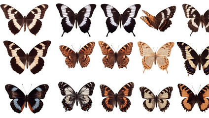 Fototapeta na wymiar Collection of butterflies isolated on Transparent Background