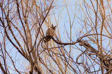 Owls that inhabit dry branches in winter