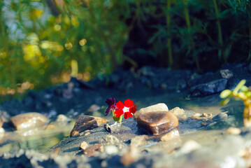 stones and flower