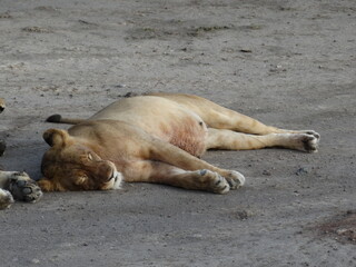 Closeup image of a sleeping lioness in Northern Tanzania 