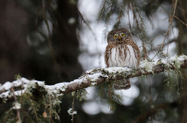 Eurasian pygmy owl, Glaucidium passerinum sit on a spruce branch in winter season.