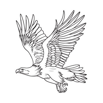 Illustration Of Flying Eagle, Bald Eagle Black And White Vector Image