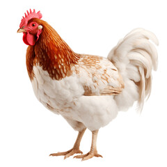 Fototapeta premium A red and white rooster or chicken. Isolated photo with transparent background.
