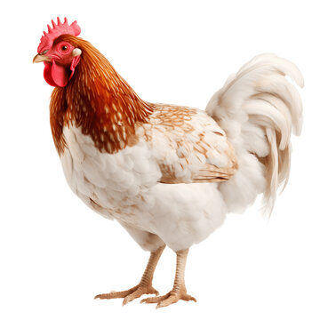 A red and white rooster or chicken. Isolated photo with transparent background.