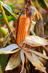Ripe corn on the cob in the field, closeup of photo