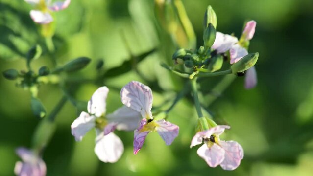 Raphanus raphanistrum (Sea or Jointed wild radish, White or Jointed charlock, Runch) is flowering plant in the family Brassicaceae.
