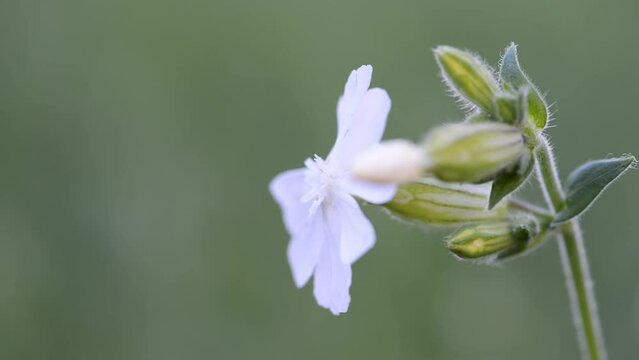 Silene latifolia alba (Melandrium album), the white campion is a dioecious flowering plant in the family Caryophyllaceae, native to most of Europe, Western Asia and Northern Africa.