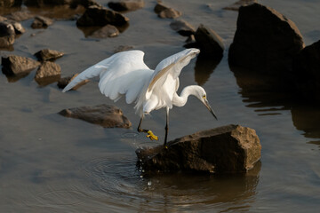 Egret hunting in the mudflats