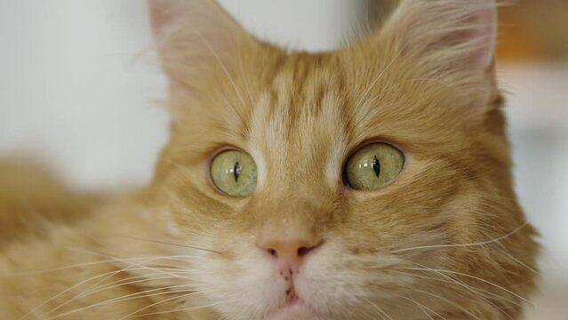 Close-Up Portrait of a Ginger Cat with Expressive Green Eyes. A captivating close-up portrait of a ginger cat, its green eyes full of expression and thought, framed by its soft, fluffy fur - a