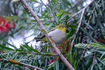 White-eye resting on a branch