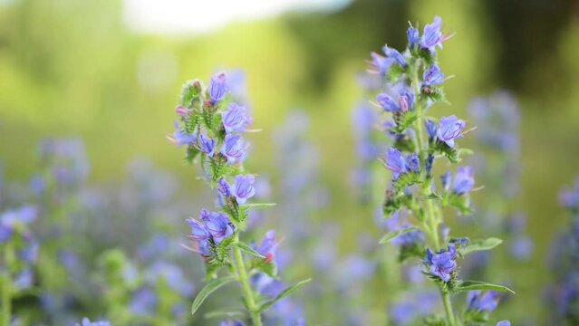 Echium vulgare — known as viper's bugloss and blueweed — is species of flowering plant in borage family Boraginaceae. It is toxic to horses through accumulation of pyrrolizidine alkaloids in liver.