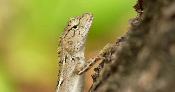 Oriental garden lizard, Eastern garden lizard or Changeable lizard on tree close-up. High definition shot at 4K, 60 fps video footage.