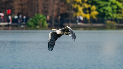 Flying Heron