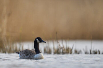 Fototapeta premium Canada Goose (Branta canadensis) swimming on a lake on the Somerset Levels in Somerset, United Kingdom.