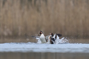 Great Crested Grebes (Podiceps cristatus) fighting over territory during the start of the breeding...