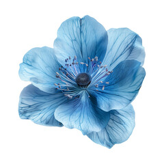 The blue flower. Isolated photo with transparent background.