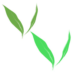 green leaves isolated on white background