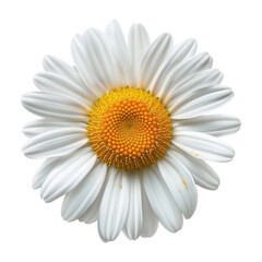 A white daisy flower. Isolated photo with transparent background.