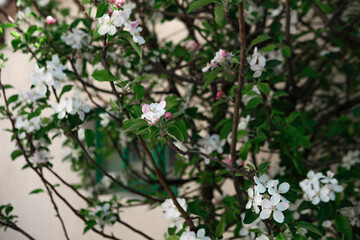 fruit tree blossom near the country house wall, spring in the village