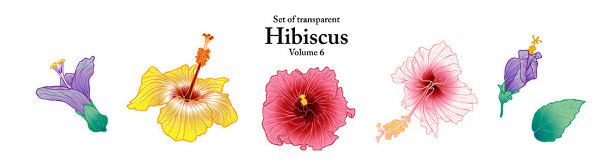A series of isolated flower in cute hand drawn style. Hibiscus in vivid colors on transparent background. Drawing of floral elements for coloring book or fragrance design. Volume 6.