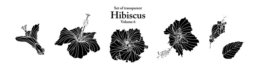 A series of isolated flower in cute hand drawn style. Silhouette hibiscus on transparent background. Drawing of floral elements for coloring book or fragrance design. Volume 6. © Plawarn