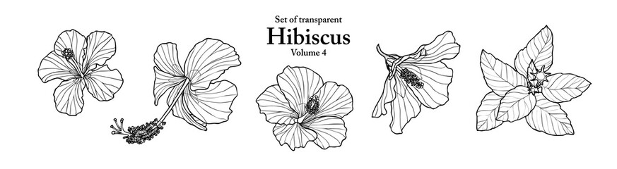 A series of isolated flower in cute hand drawn style. Hibiscus in black outline and white plain on transparent background. Drawing of floral elements for coloring book or fragrance design. Volume 4. - obrazy, fototapety, plakaty
