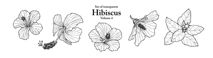 Fotobehang A series of isolated flower in cute hand drawn style. Hibiscus in black outline and white plain on transparent background. Drawing of floral elements for coloring book or fragrance design. Volume 4. © Plawarn