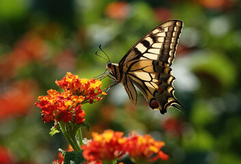 A common yellow swallowtail butterfly, papilio machaon, feeding on lantana camara in Minorca, Spain. 