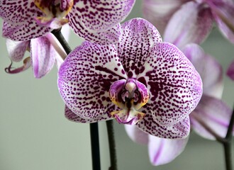 Orchideen