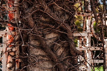 dry ivy or wild grape wine body and roots cover white metal fence, texture of dead  dried plant