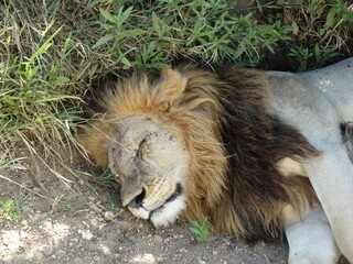 Closeup image of a lion sleeping on the roadside in Serengeti National Park, Tanzania