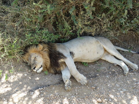 Closeup image of a lion sleeping on the roadside in Serengeti National Park, Tanzania